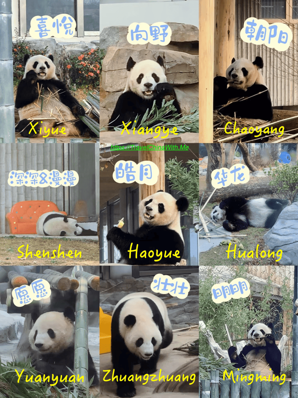 Yueyang Chinese Giant Panda Garden: Complete Visitor Guide 3 Yueyang Chinese Giant Panda Garden - Panoroma - Pandas