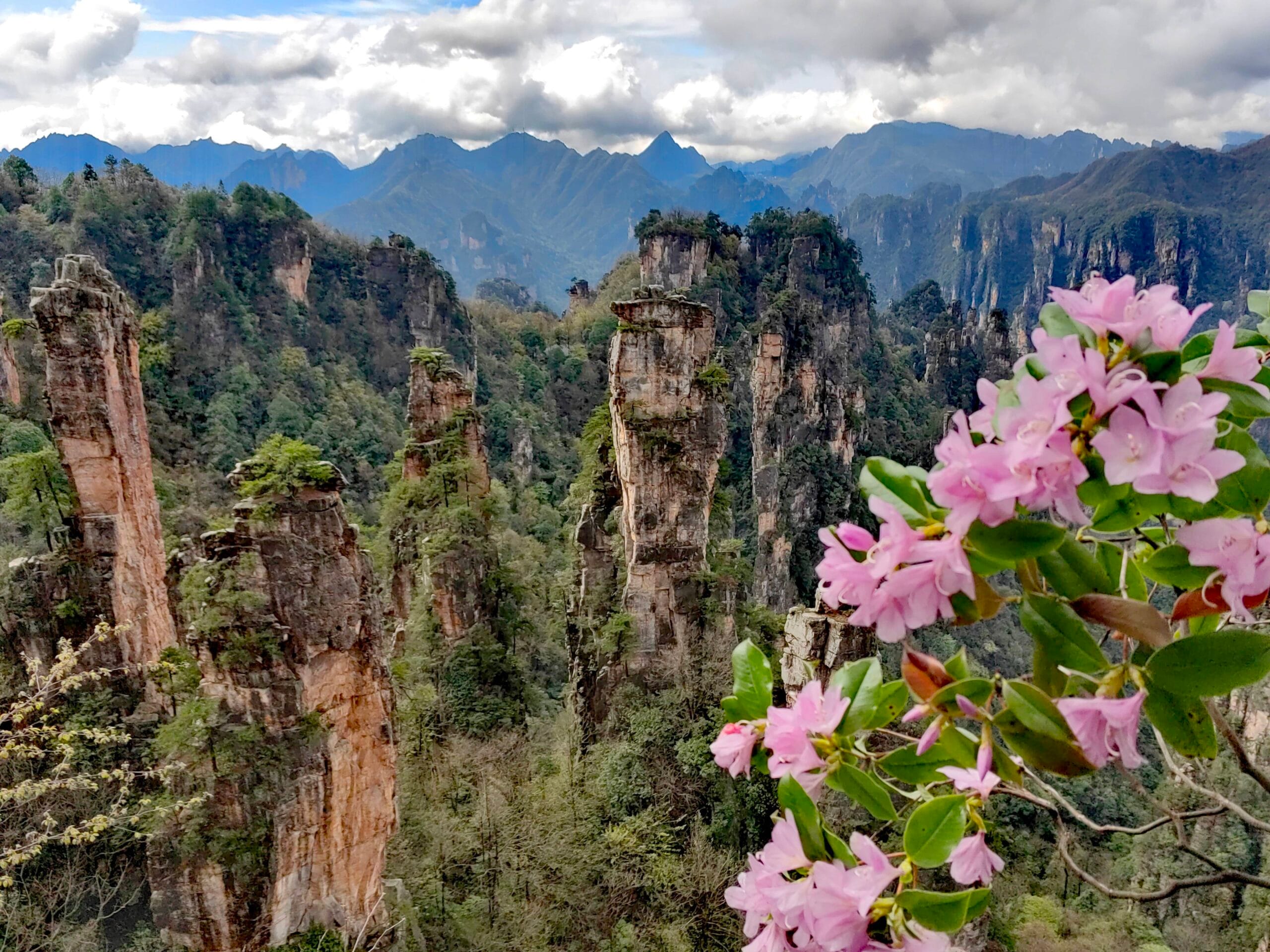Azaleas In Bloom In Zhangjiajie In April
