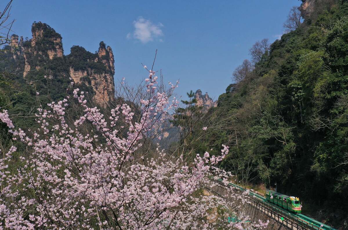 Best Time To Visit Zhangjiajie: Real Data From 20K+ Daily Visitors