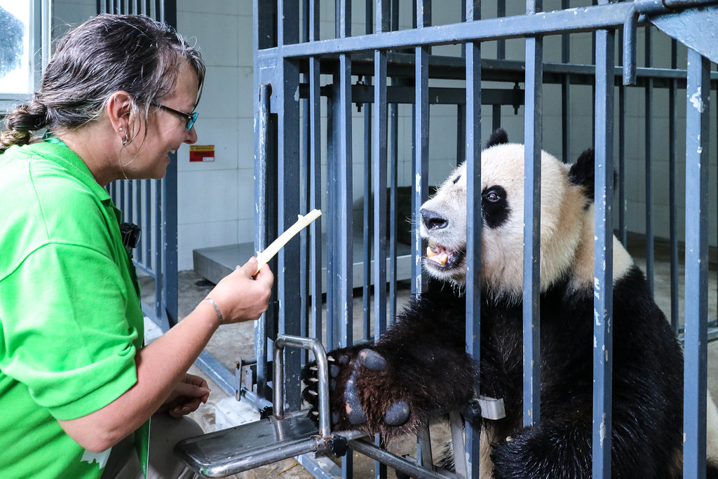 Chengdu Panda Bases Guide: Which One Should You Visit? 7 Chengdu Panda Bases Guide: Which One Should You Visit?
