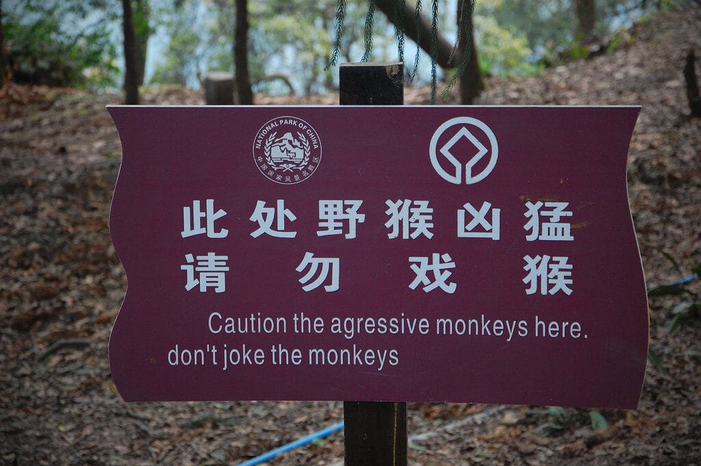 Where To See Wild Monkeys In China: Beyond The Tourist Trail 19 Where To See Wild Monkeys In China: Beyond The Tourist Trail