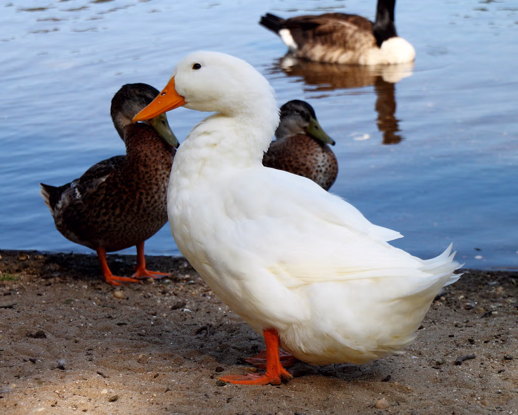Comprehensive Guide To Peking Duck Restaurants In Beijing