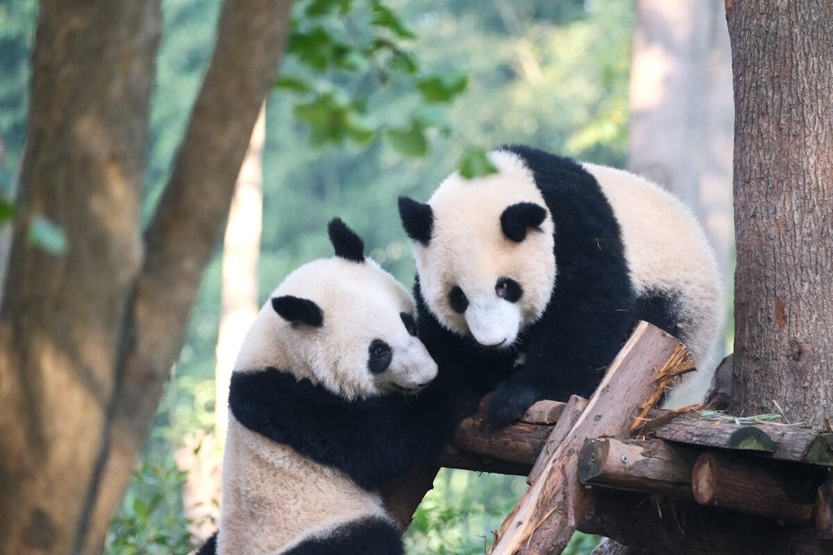 Chengdu Panda Base Guide: Tickets, Routes &Amp; What We Tell Our Clients 23 A Couple Of Pandas That Are Sitting In A Tree