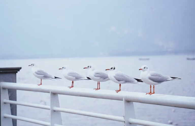 The Enchanting World Of Seagulls In Kunming: A Traveler'S Guide 12 A Group Of Seagulls Are Standing On A Railing