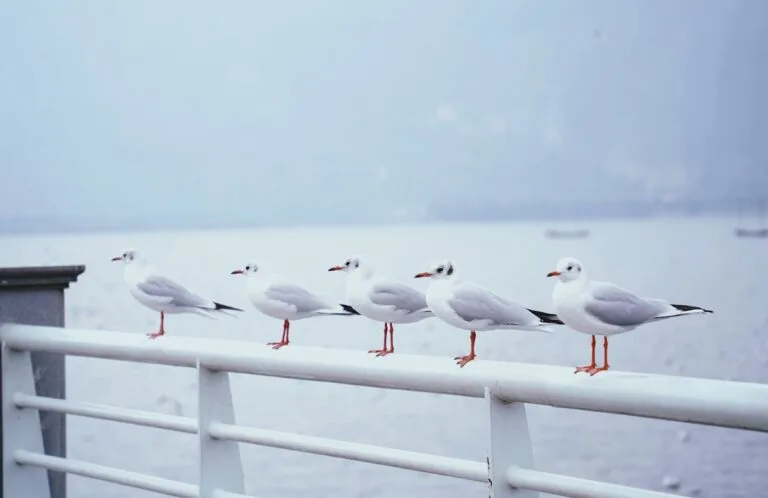 The Enchanting World Of Seagulls In Kunming: A Traveler'S Guide 13 A Group Of Seagulls Are Standing On A Railing