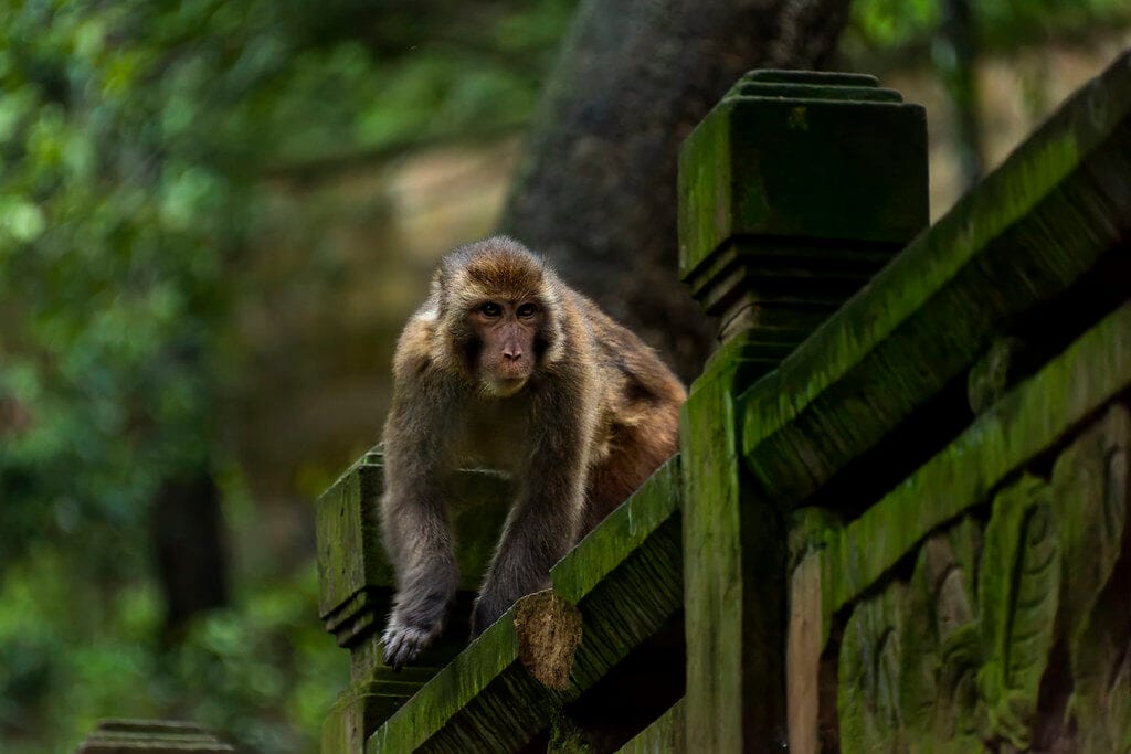 Where To See Wild Monkeys In China: Beyond The Tourist Trail 20 Wild Monkeys In China