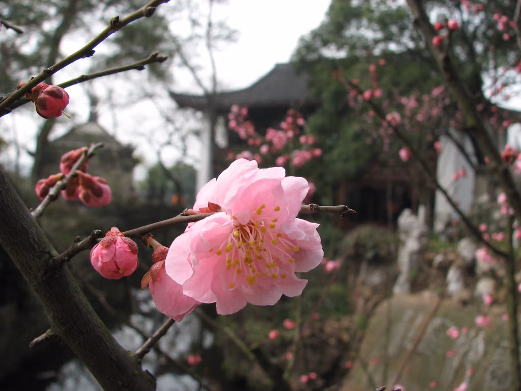 Chinese Flowers: A Complete Travel Guide To China'S Most Beautiful Blooms 14 Chinese Flowers: A Complete Travel Guide To China'S Most Beautiful Blooms