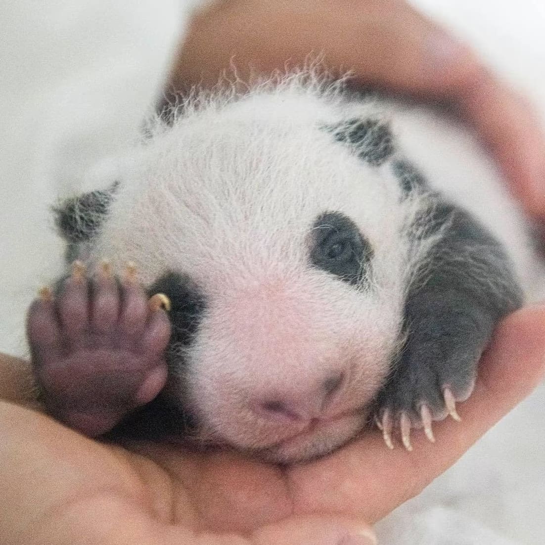 1-Month-Old Giant Panda Cub
