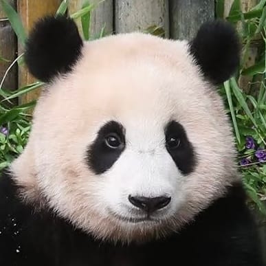 1-Year-Old Giant Panda Cub