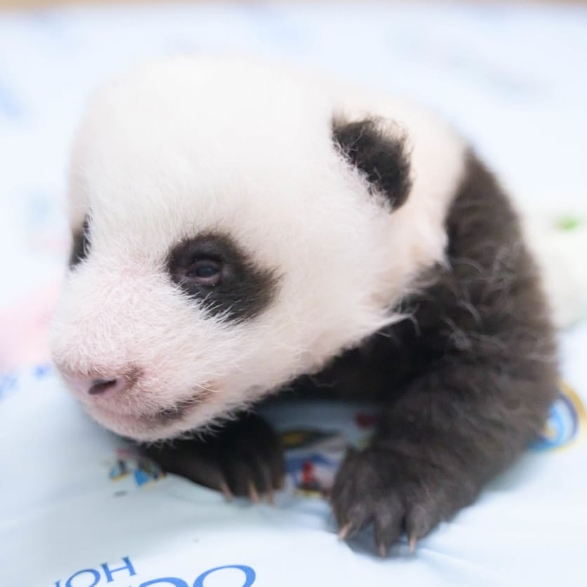 2-Month-Old Giant Panda Cub