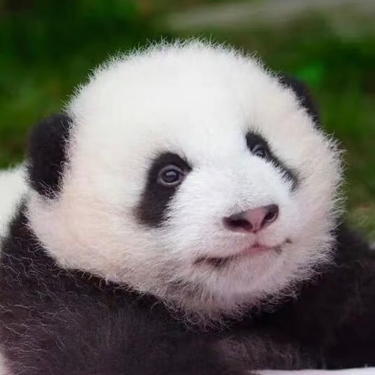 3-Month-Old Giant Panda Cub