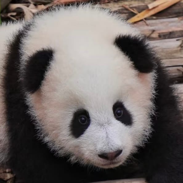 4-Month-Old Giant Panda Cub