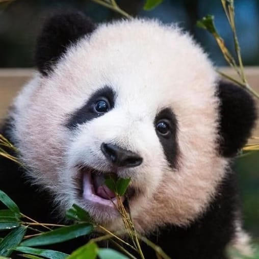 6-Month-Old Giant Panda Cub