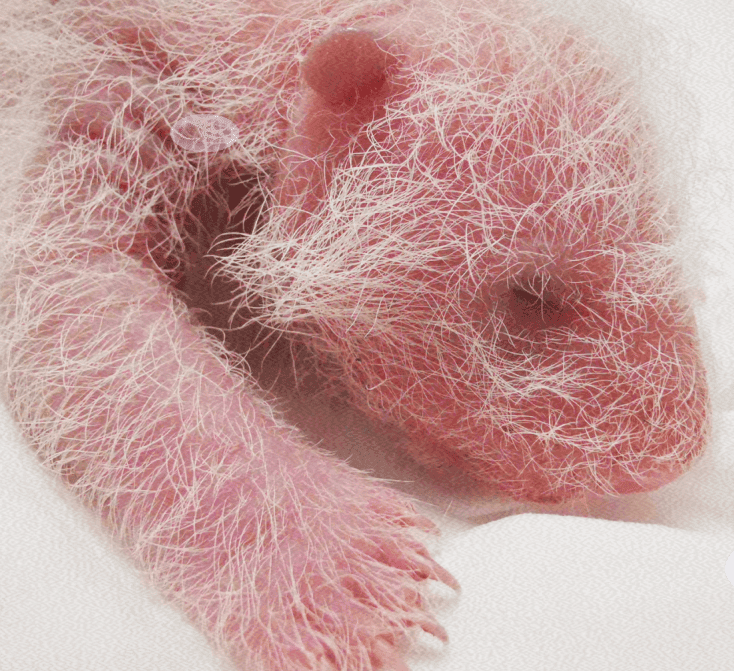 Newborn Giant Panda Cub
