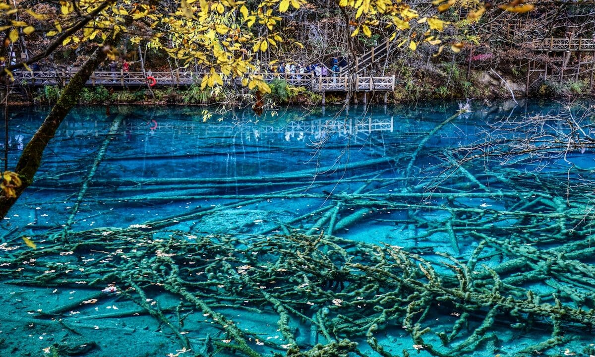 Clear Blue Water With Submerged Fallen Branches And Trees.