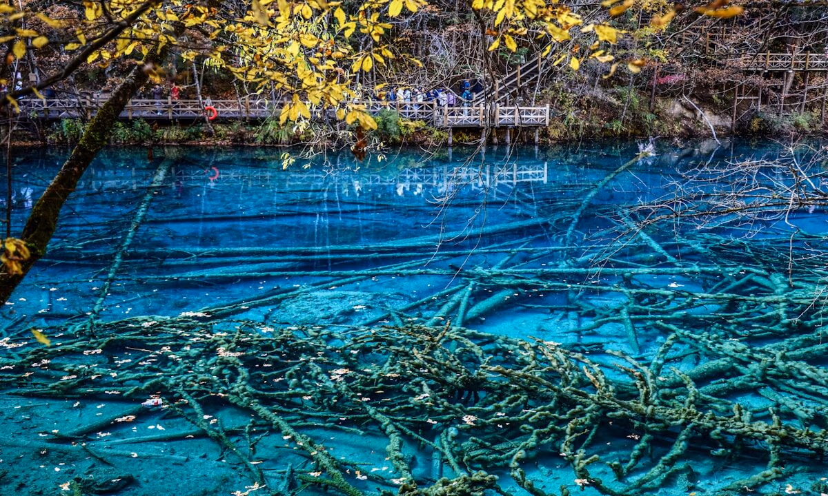 Clear Blue Water With Submerged Fallen Branches And Trees.