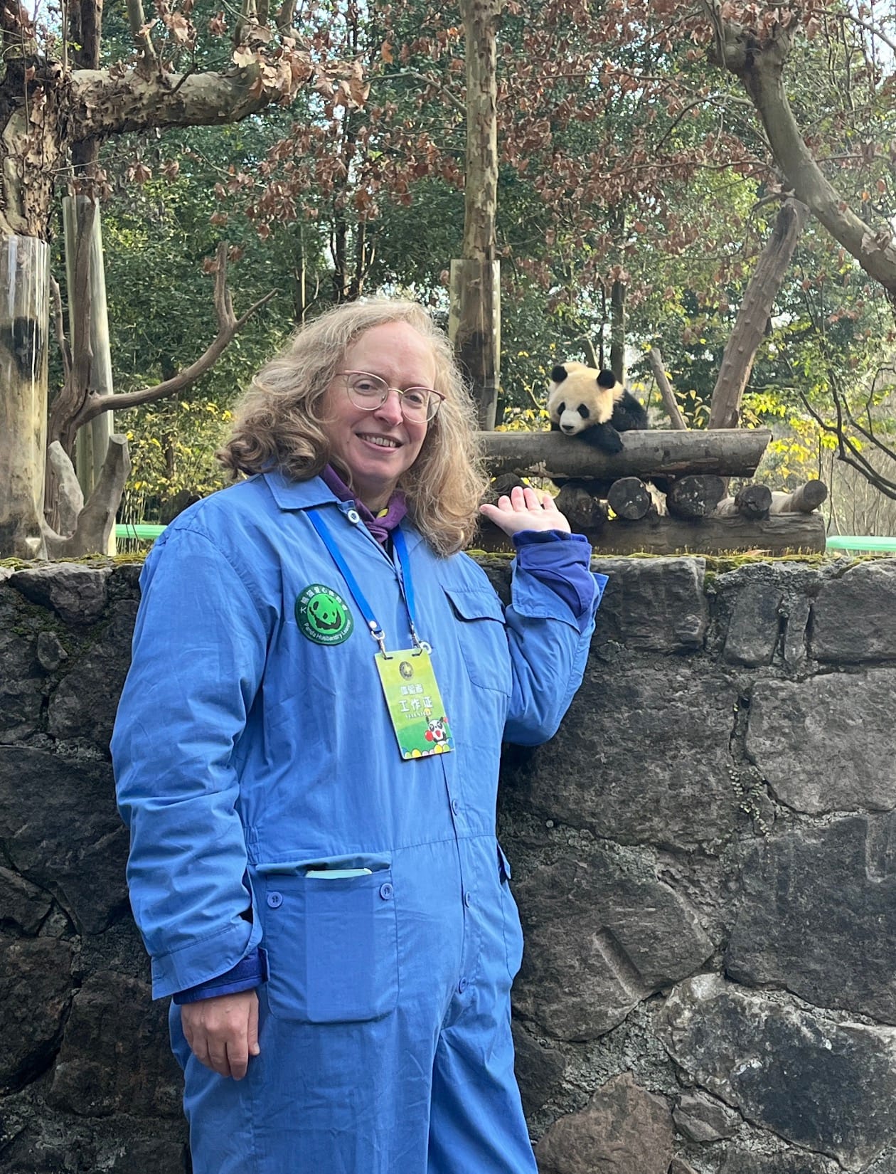 Panda Volunteer Experience For British Visitor At The Dujiangyan Panda Base