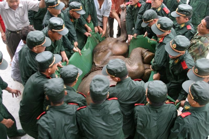 File Photo Of Wild Elephant Ranran Being Rescued In 2005 (Photo From Asian Elephant Breeding And Rescue Center)