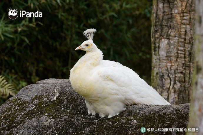 Dujiangyan Panda Base Vs Panda Valley: Complete Guide