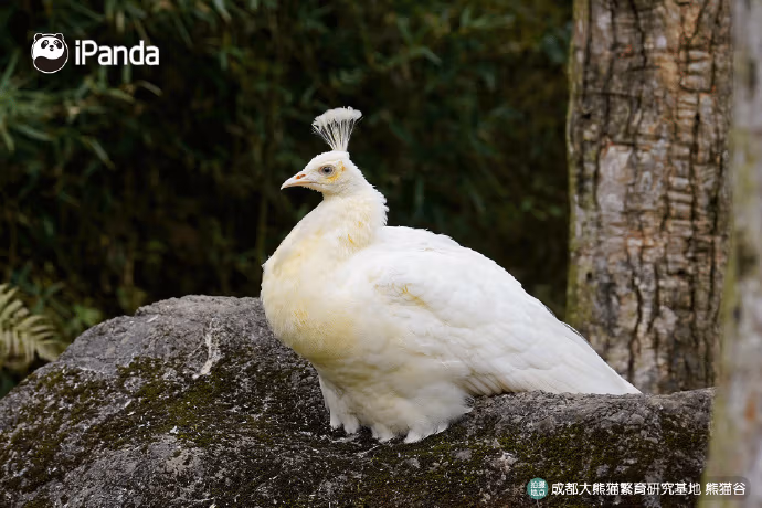 Dujiangyan Panda Base Vs Panda Valley: Complete Guide