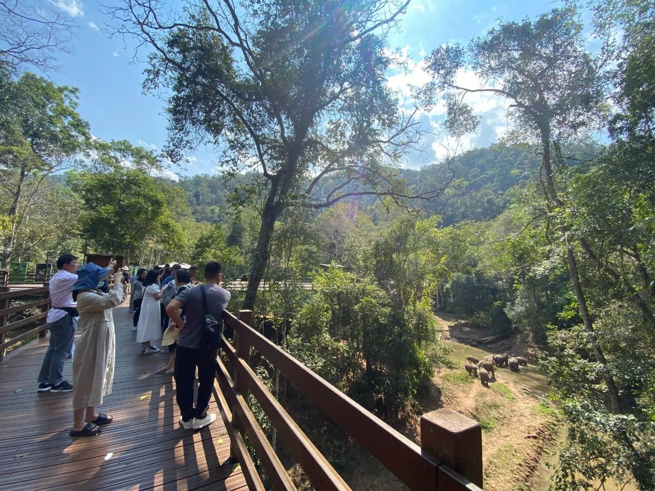 Wild Elephant Valley: Complete Guide To Seeing Wild Elephants In China