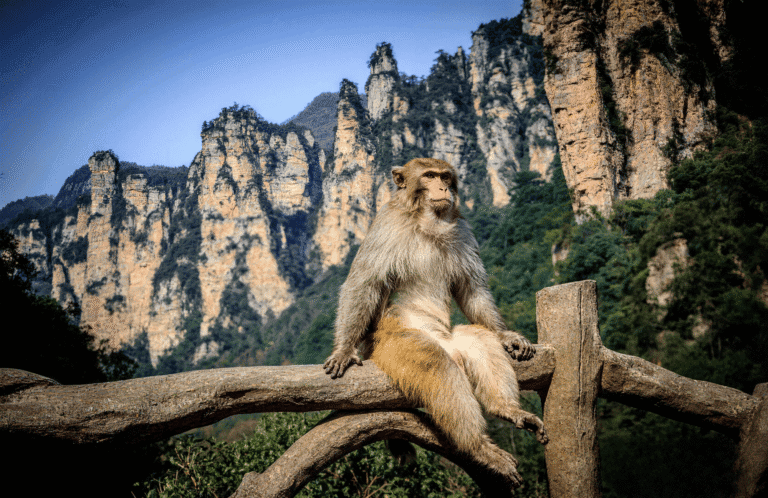 Wild Monkeys In China