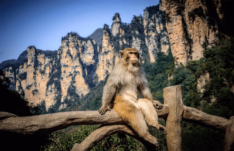 Where To See Wild Monkeys In China: Beyond The Tourist Trail 11 Wild Monkeys In China